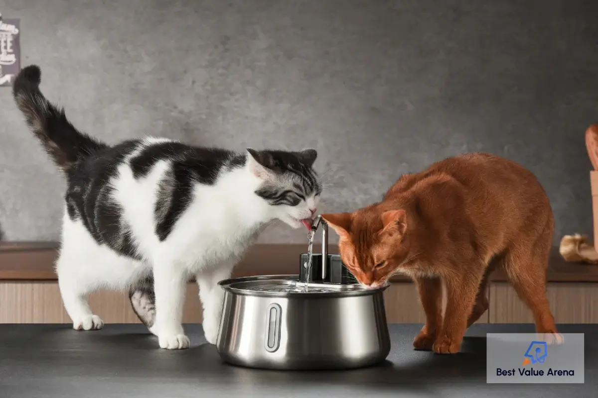 the kittyspout wireless fountain